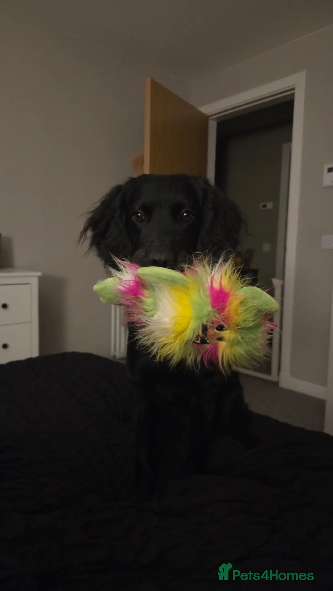 Mixed Breed dogs for sale: Willow 🖤  - Advert 2