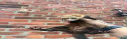 Ferret rodents for sale: Mixture of Jill and hobs in Sunderland - Advert 2