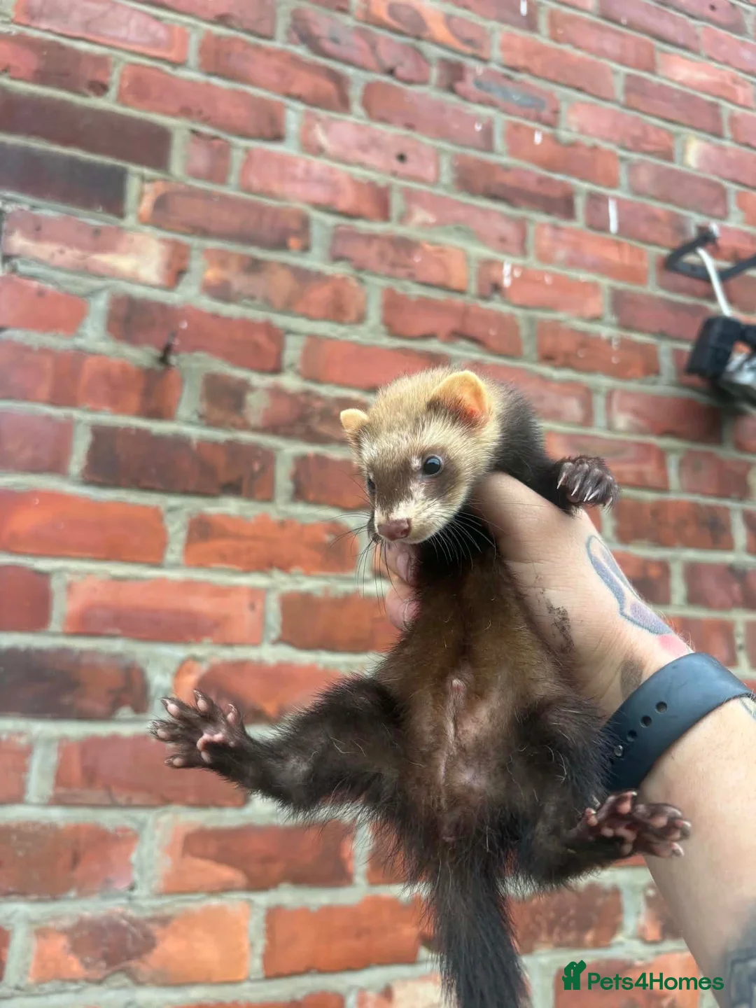 Ferret rodents for sale: Mixture of Jill and hobs in Sunderland - Advert 2