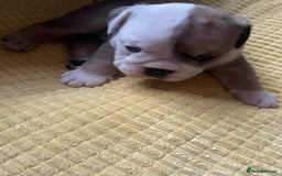English Bulldog dogs for sale: 4 KC English Bulldog Puppies  - Image 12