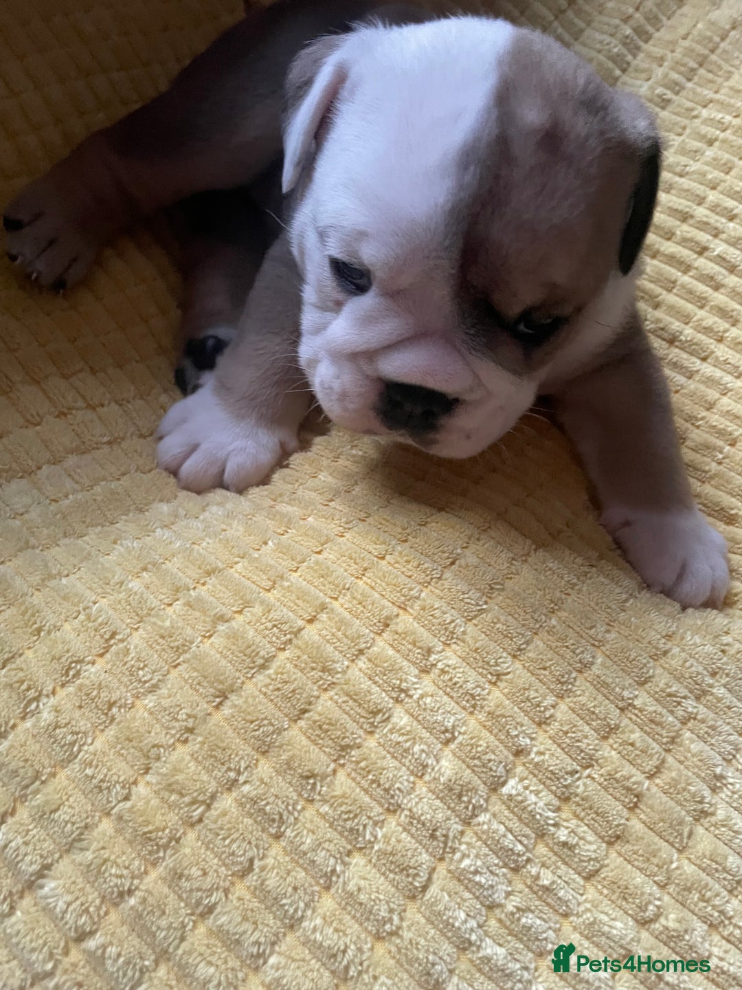 English Bulldog dogs for sale: 4 KC English Bulldog Puppies  - Image 12