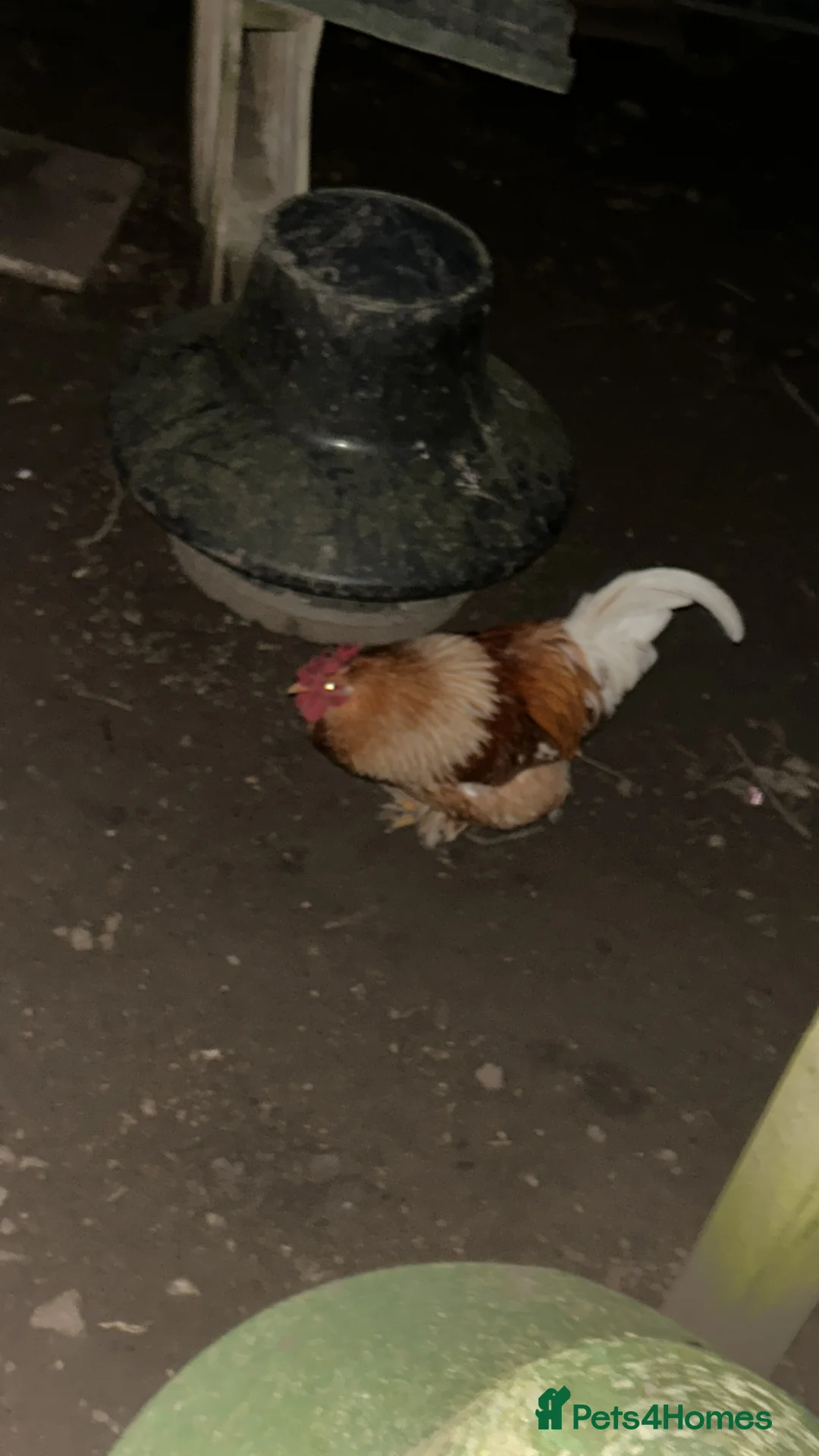 Chickens poultry for sale: Pekin cockerels  in Reading - Advert 2