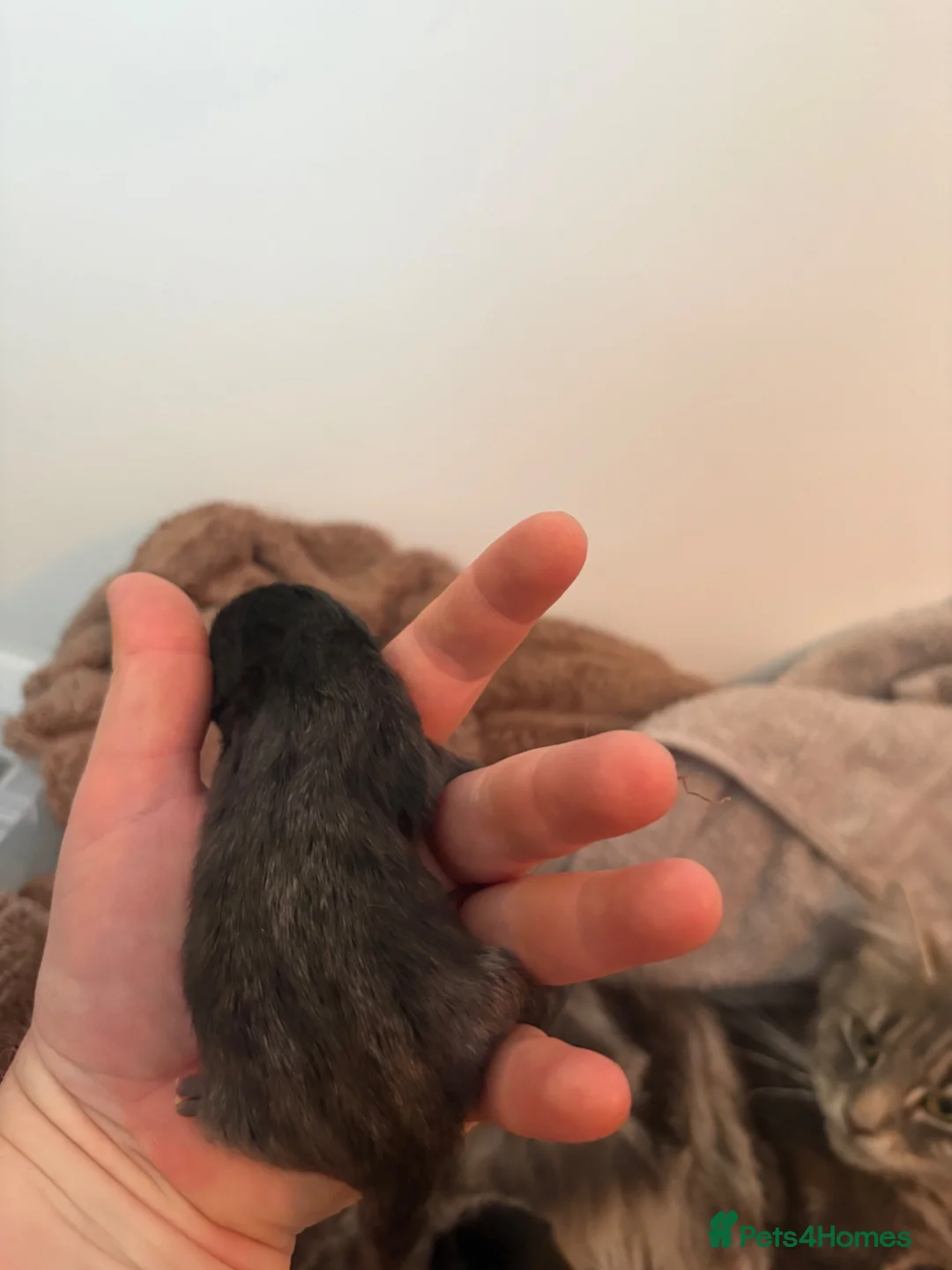 Maine Coon cats for sale: 3/4 Maine coon kittens  in Knaresborough - Advert 10