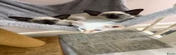 Oriental cats for sale: Oriental and Siamese kittens.  - Advert 4