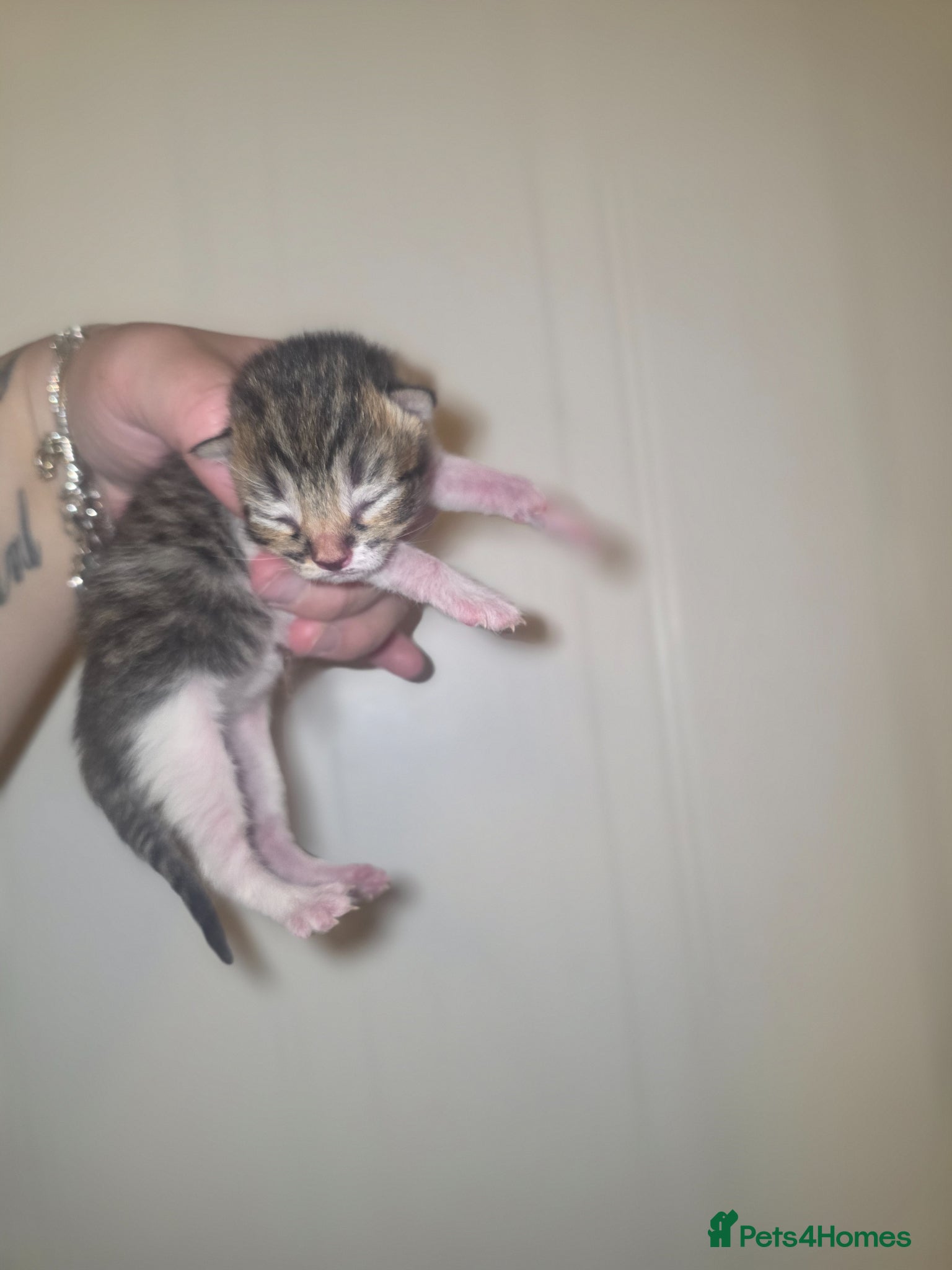 Mixed Breed cats 3 beautiful kittens - Advert 4