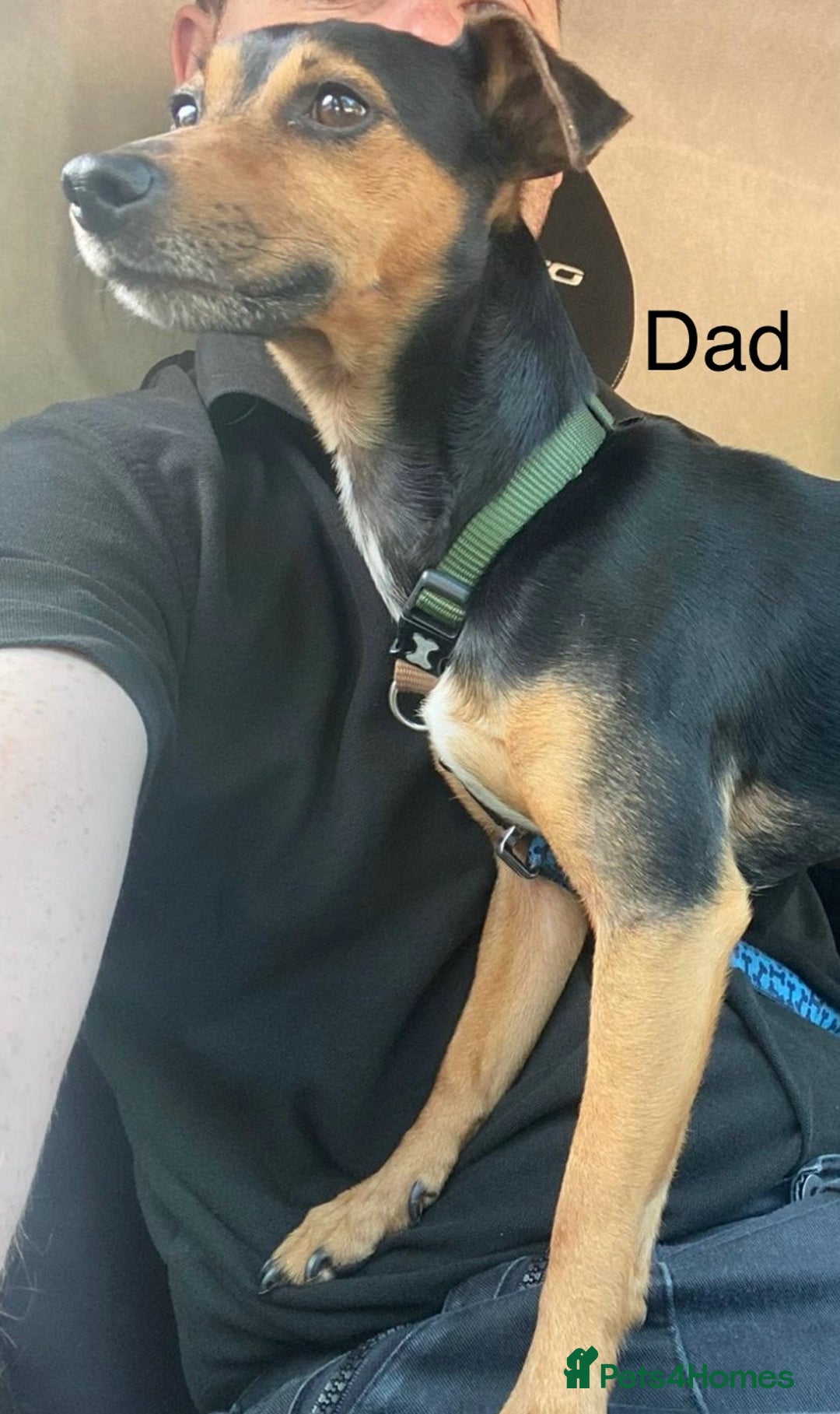 Jack Russell dogs for sale: Gorgeous Jack Russell Puppies - Image 25