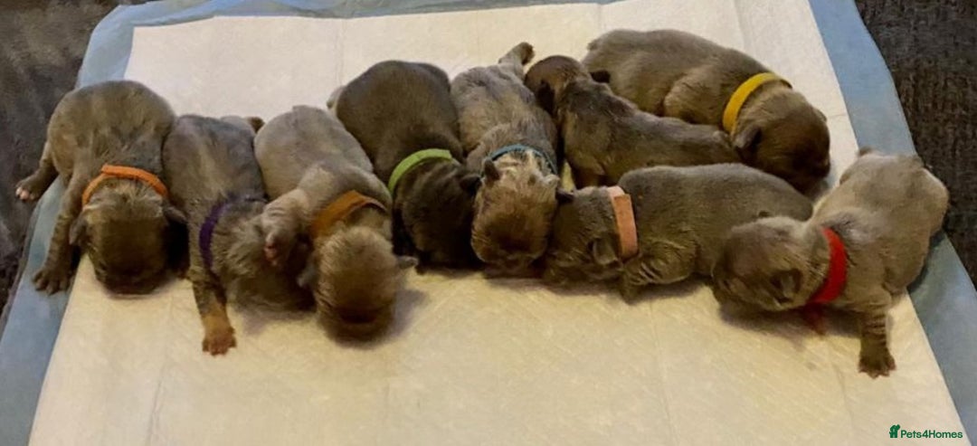 French Bulldog dogs for stud: Kye - Lilac and Tan Frenchie in St Albans - Advert 7