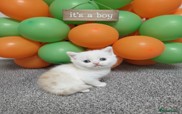 Scottish Fold cats for sale: Bundle of 11 Scottish fold Straight Ears Kittens - Image 5