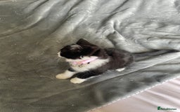 Mixed Breed cats for sale: Luna 3 months old  - Image 2