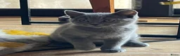 British Shorthair cats for sale: Blue boy kitten  - Advert 15