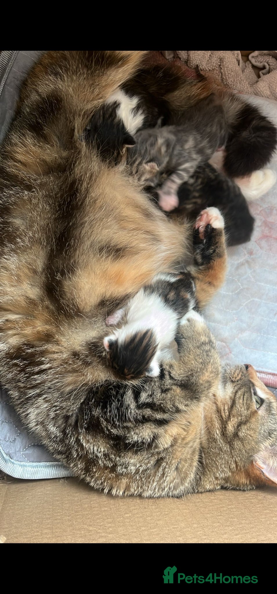 Domestic Shorthair cats Happy healthly, Stunning kittens, super friendly  - Advert 1