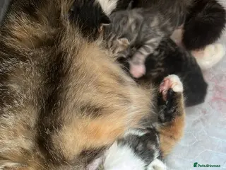 Domestic Shorthair cats Happy healthly, Stunning kittens, super friendly - Advert 1