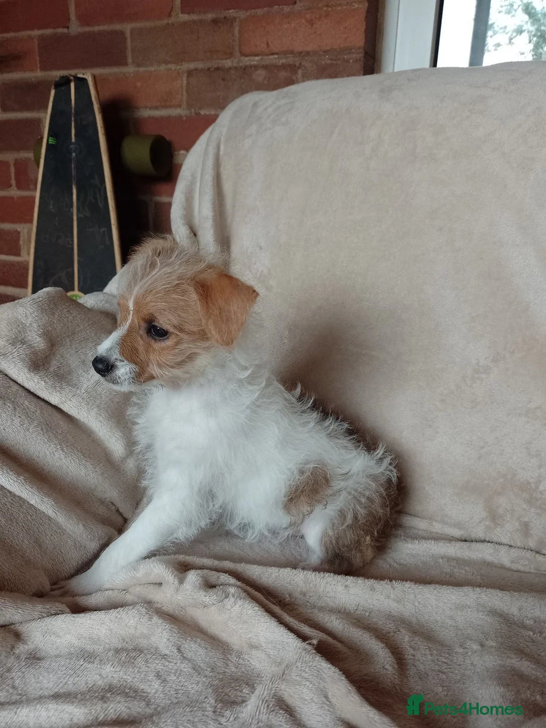 Jack Russell dogs for sale: Jack Russell in Exeter - Advert 2