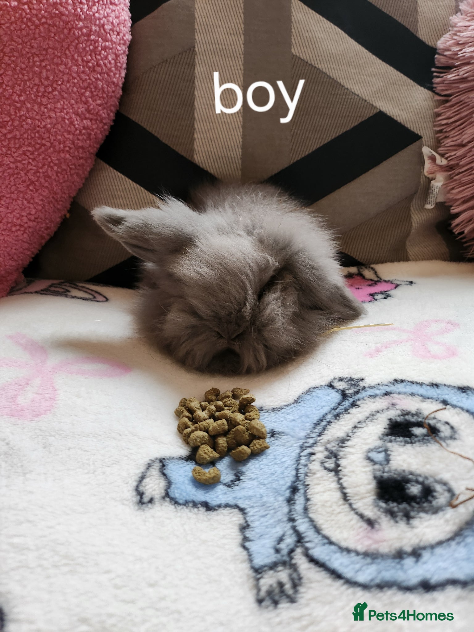 Mini Lion Lop rabbits Mini lion lops for sale - Advert 16