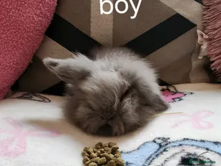 Mini Lion Lop rabbits Mini lion lops for sale - Advert 1