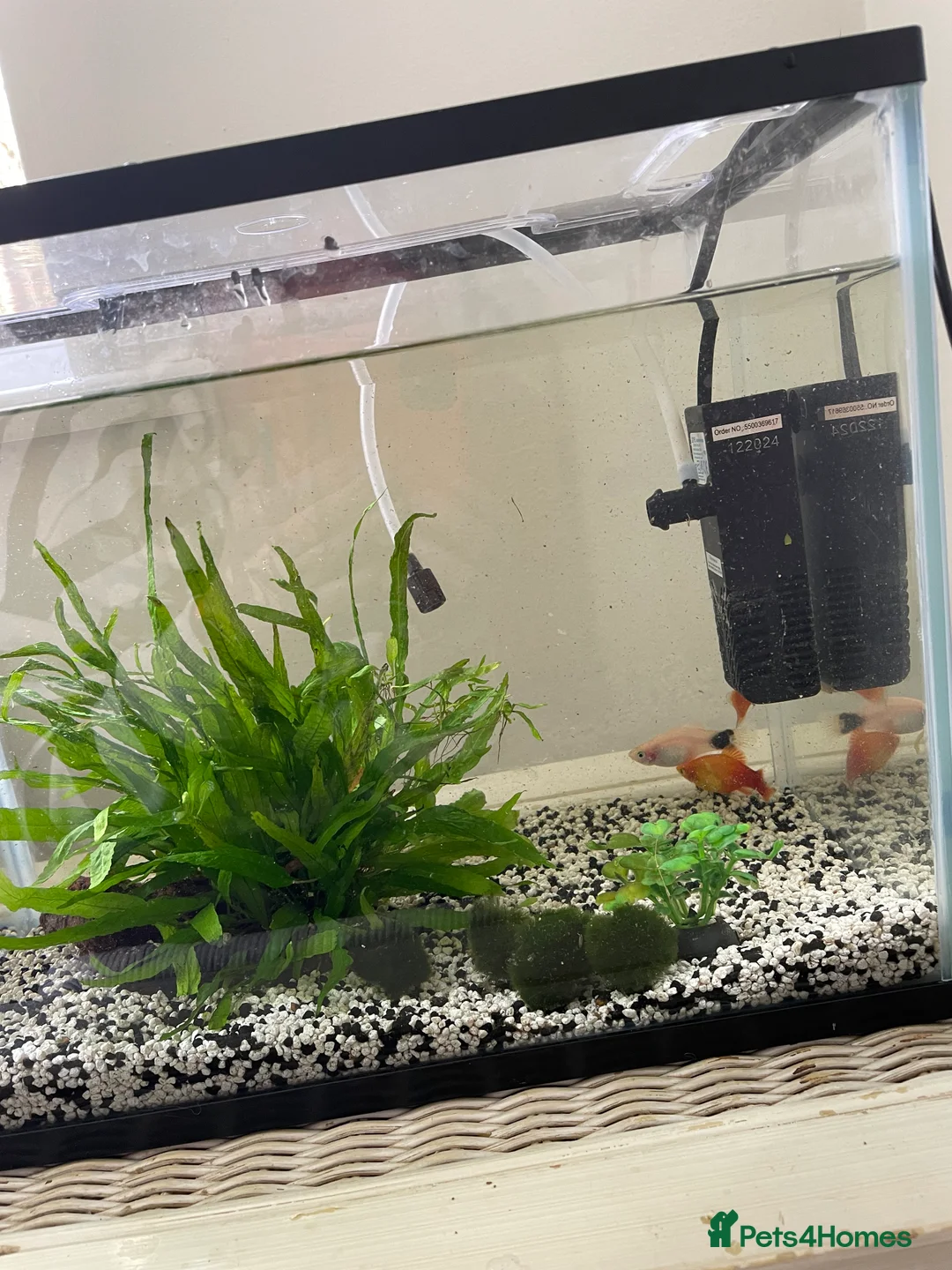 Bettas fish for sale: 3 fish, tank and filter - Advert 3