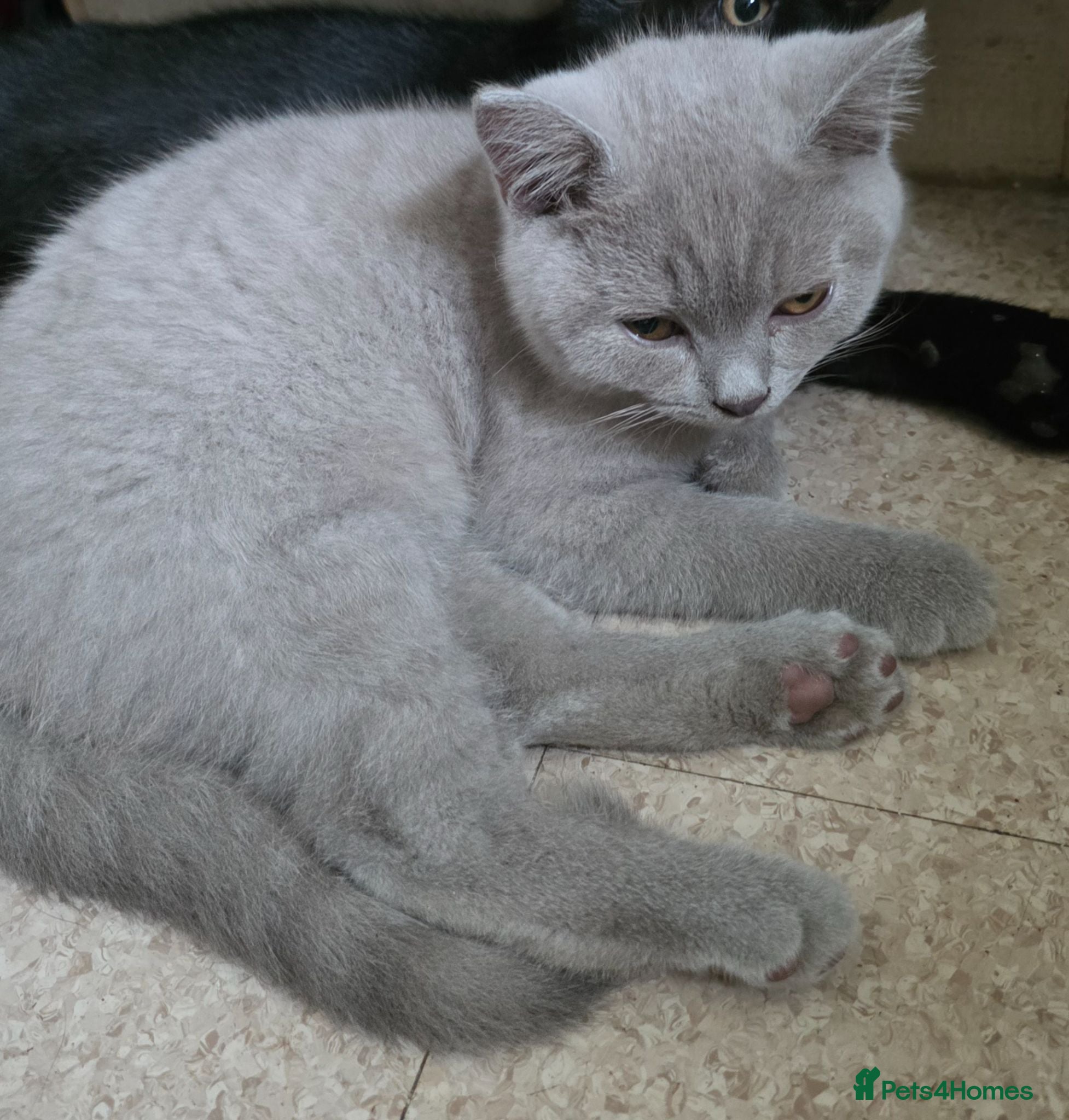 British Shorthair cats GCCF registered beautiful kittens  - Advert 2