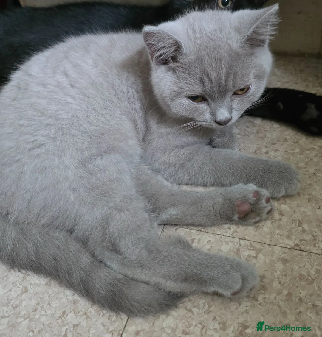 British Shorthair cats for sale: GCCF registered beautiful kittens  - Advert 2