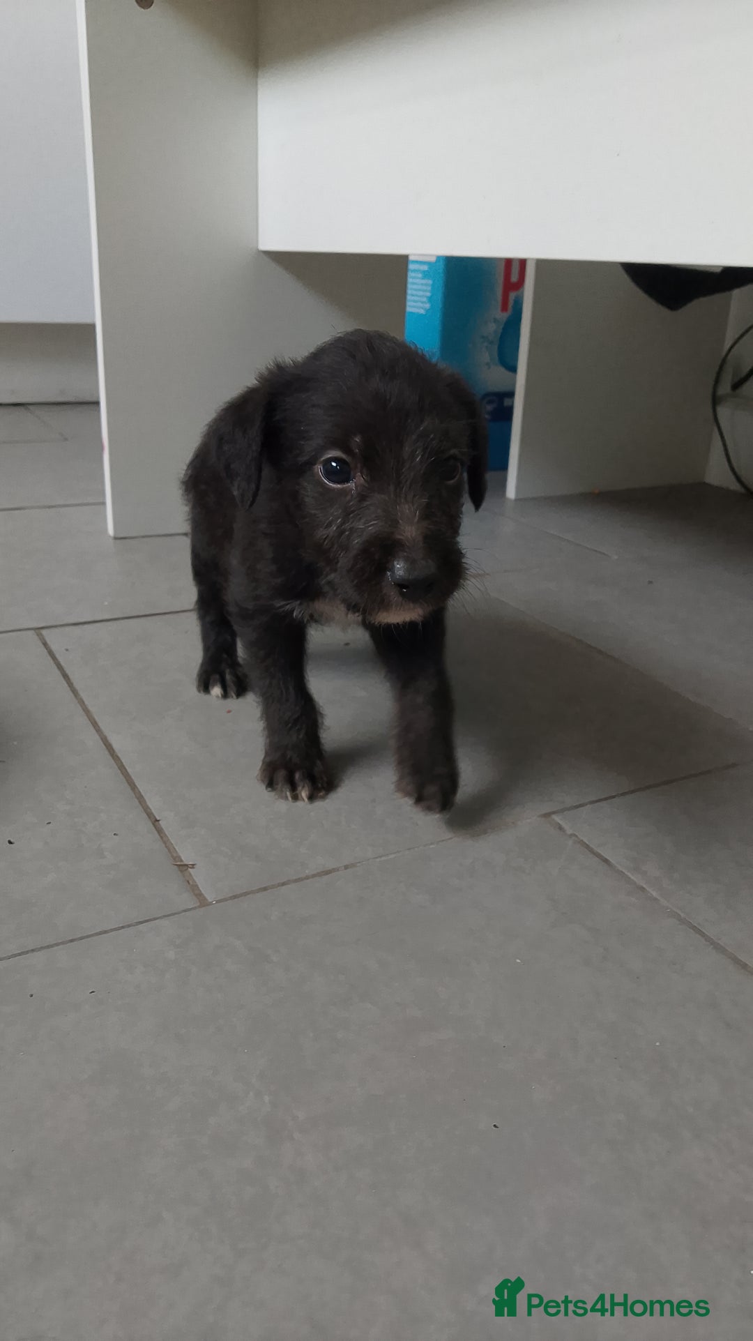Mixed Breed dogs for sale: Bedlington whippet dog pup blue rough coated - Image 2