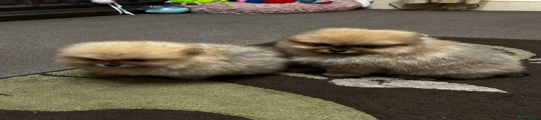 Pomeranian Puppy 1