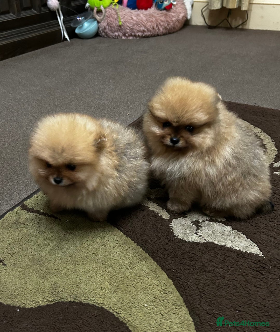 Pomeranian dogs for sale: Fabulous Pomeranian Girl Puppies  - Image 6