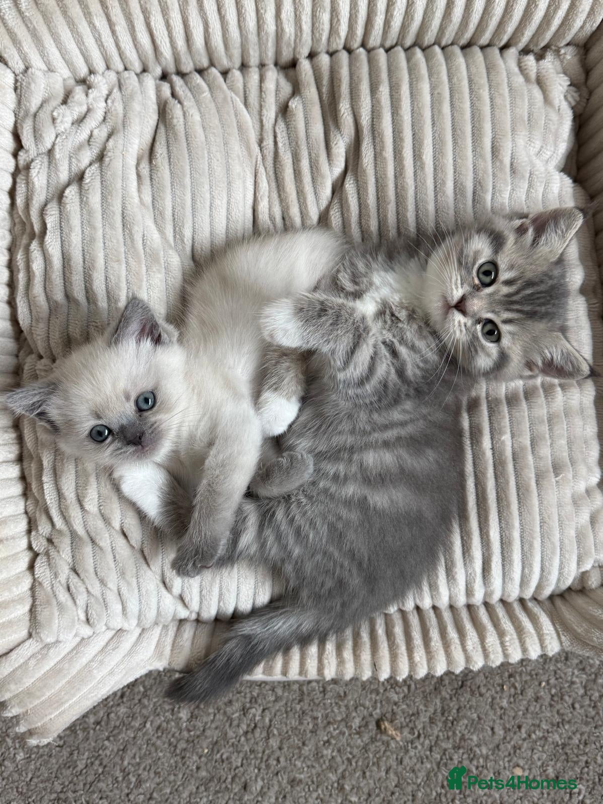 British Shorthair cats Adorable british shorthair x ragamuffin kittens - Advert 1