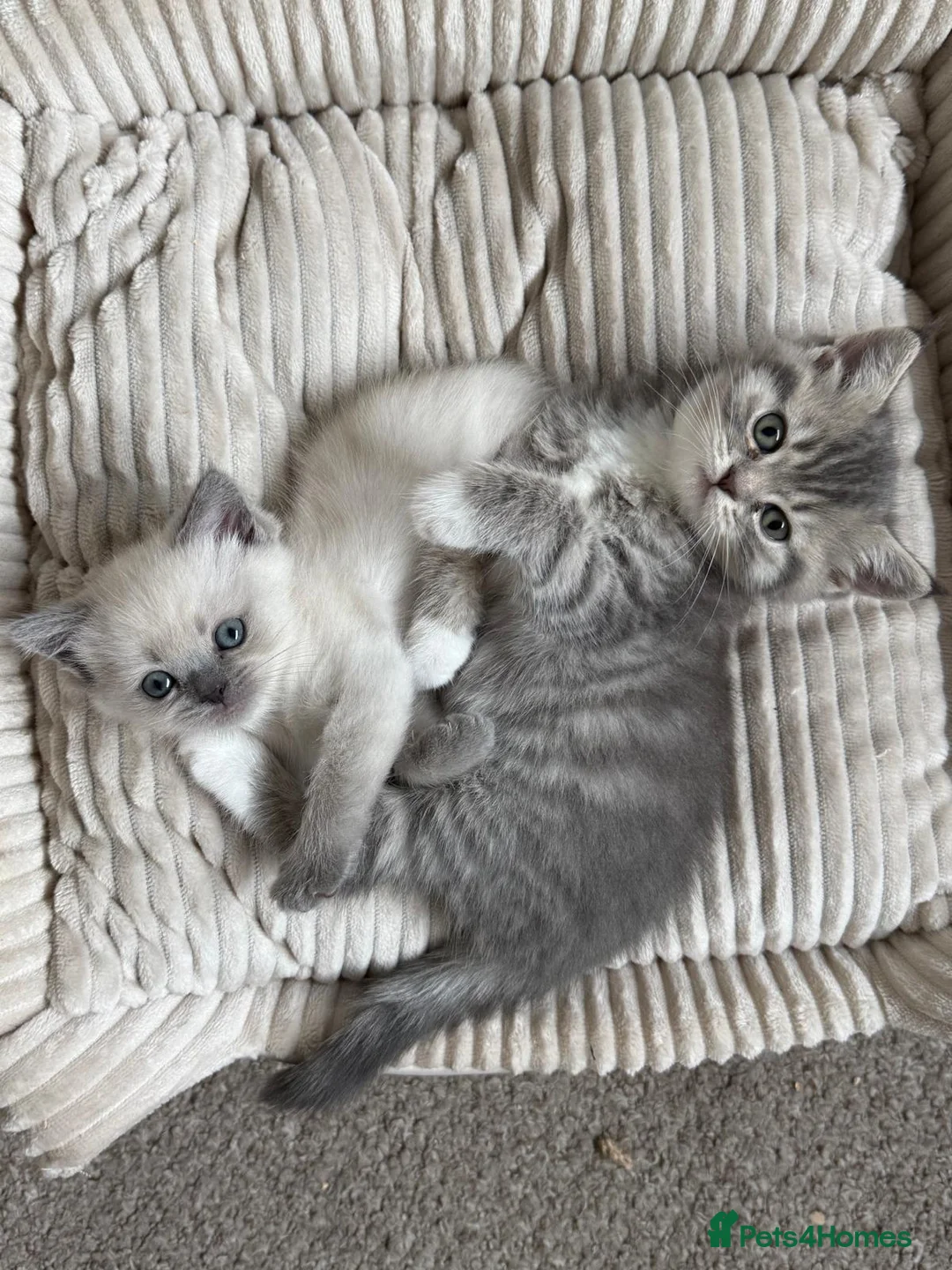 British Shorthair cats for sale: Adorable british shorthair x ragamuffin kittens - Advert 1