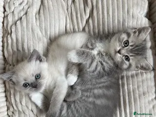 British Shorthair cats Adorable british shorthair x ragamuffin kittens - Advert 4