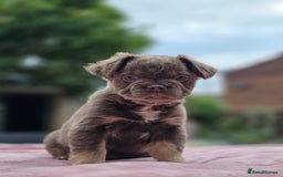 French Bulldog dogs for sale: Fluffy french bulldogs carrying Pink - Image 17