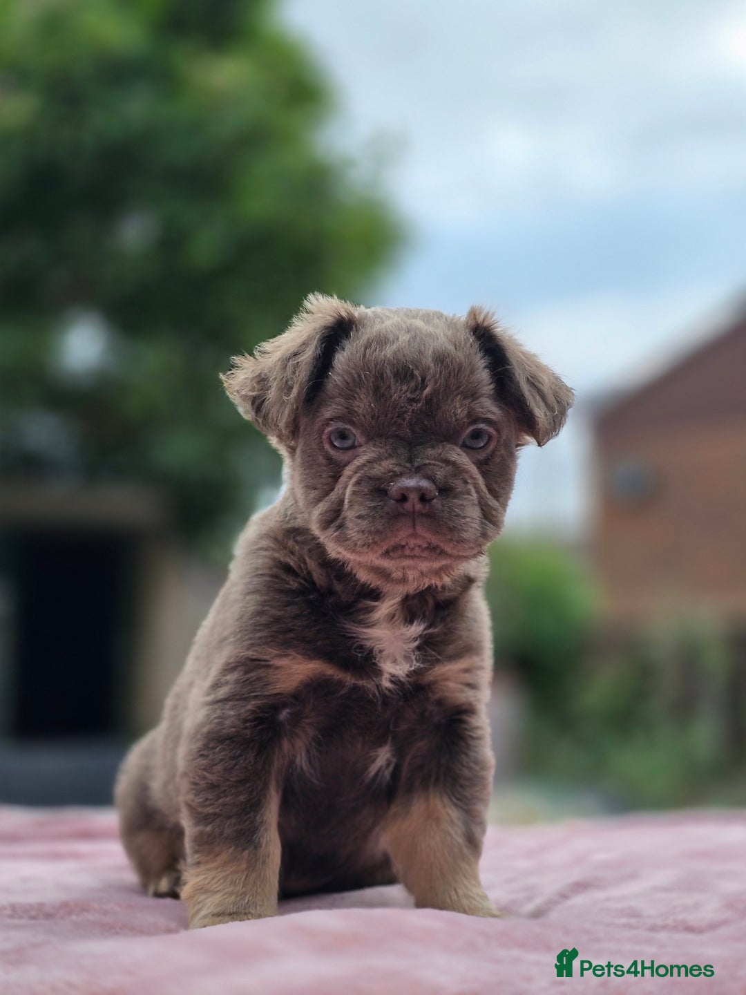 French Bulldog dogs for sale: Fluffy french bulldogs carrying Pink - Image 17