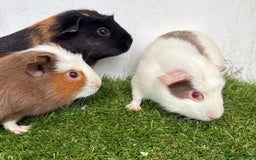 Guinea Pig rodents for sale: Very calm, friendly Guinea pig girls ready now  - Image 9