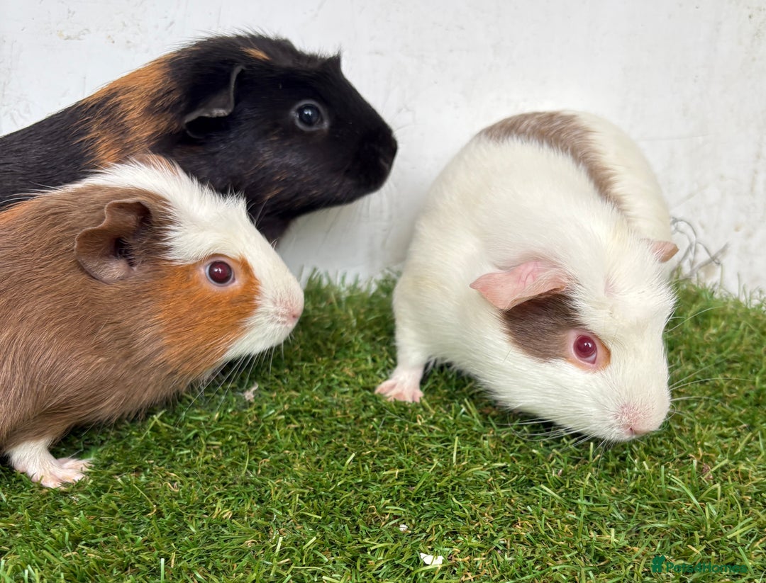 Guinea Pig rodents for sale: Very calm, friendly Guinea pig girls ready now  - Image 9