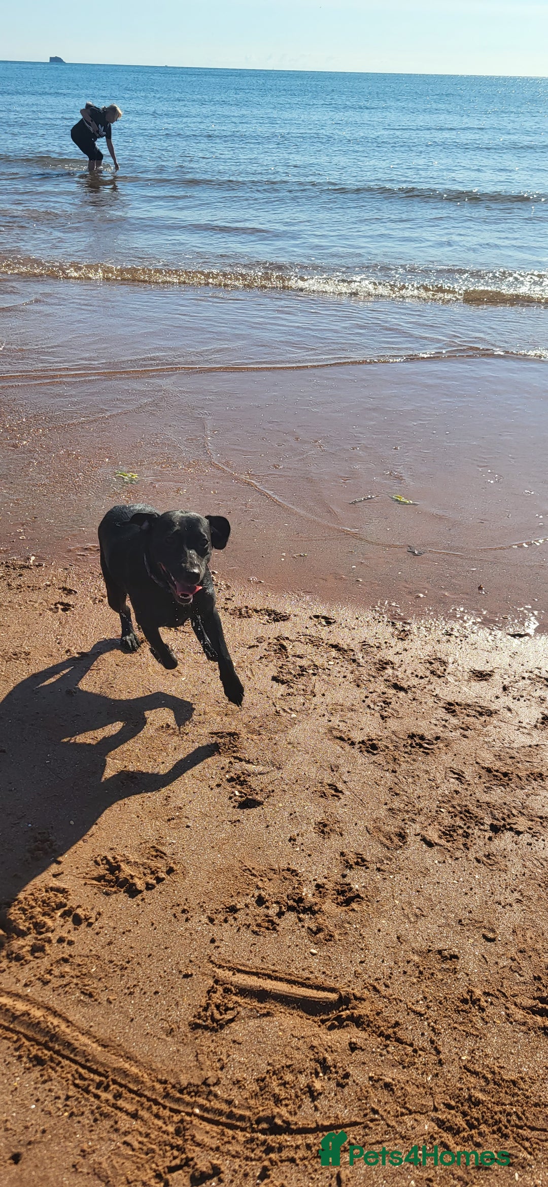 Mixed Breed dogs for sale: Very friendly Beagador called poppy - Advert 6