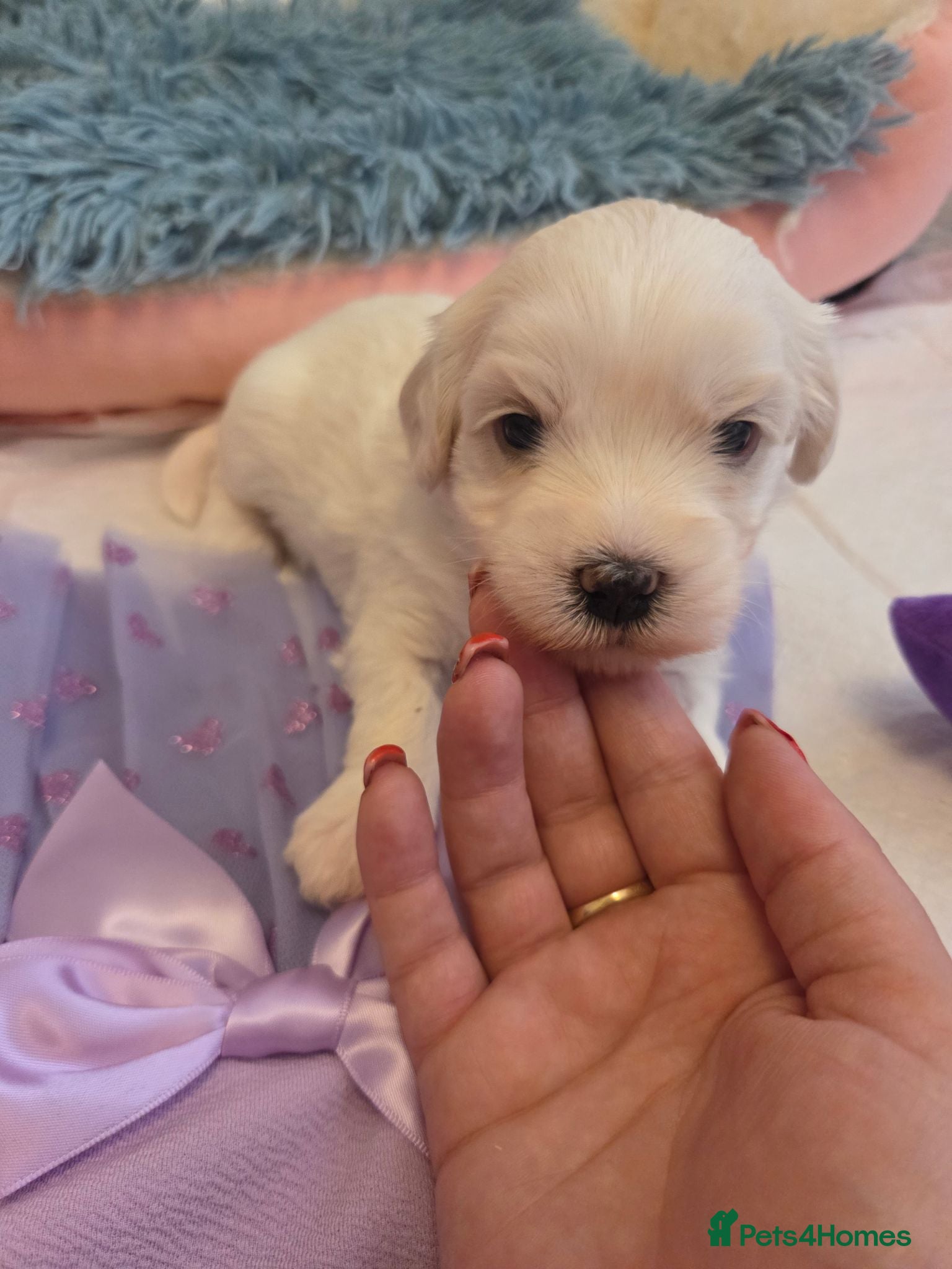 Bichon Frise dogs Cute little puppies 🩷🩷💙💙 - Advert 11