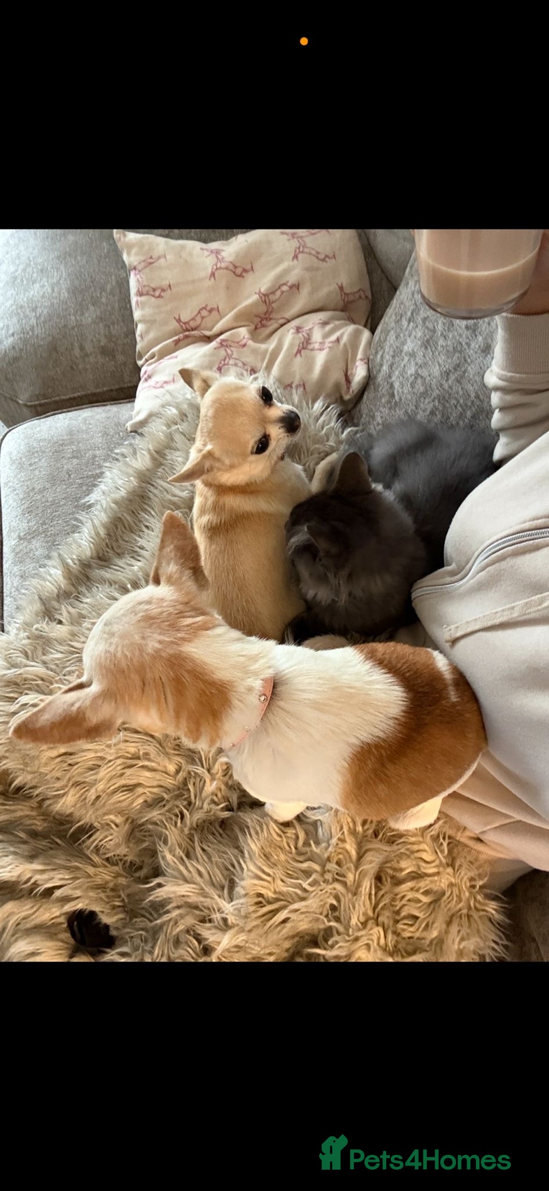 Maine Coon cats for sale: BlueSmoke Male Maine Coon🐾TICA Reg! ACTIVE!!  - Advert 27