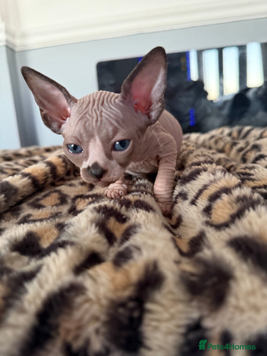 Sphynx cats for sale: canadian sphynx for sale  - Advert 24