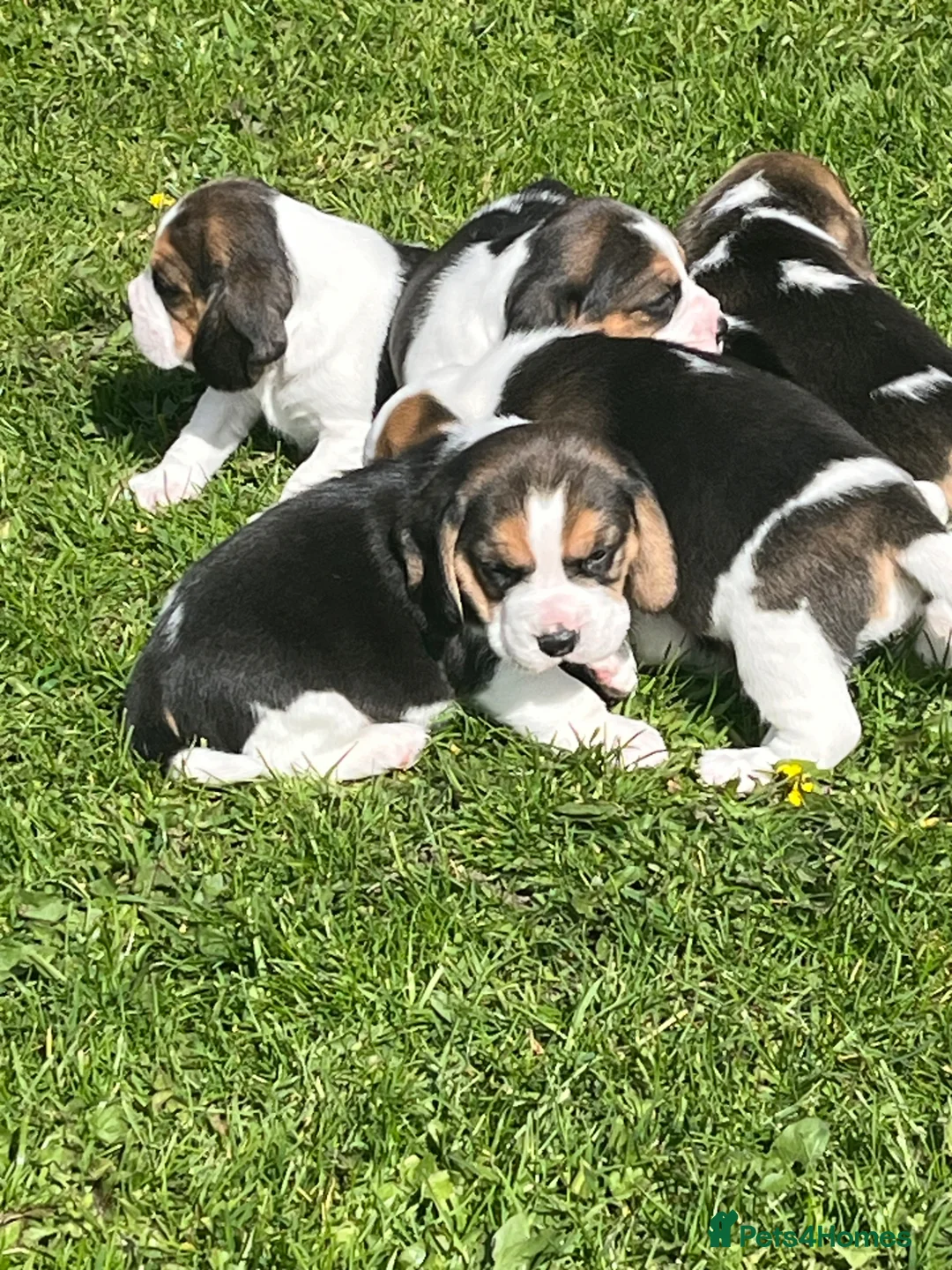 Beagle dogs for sale: Champion Bred Puppies (KC reg) - Advert 20