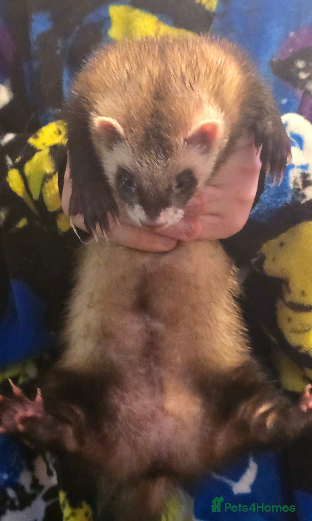 Ferret rodents for sale: 3x Albino Hobs & 1x Polecat Jill - Image 4