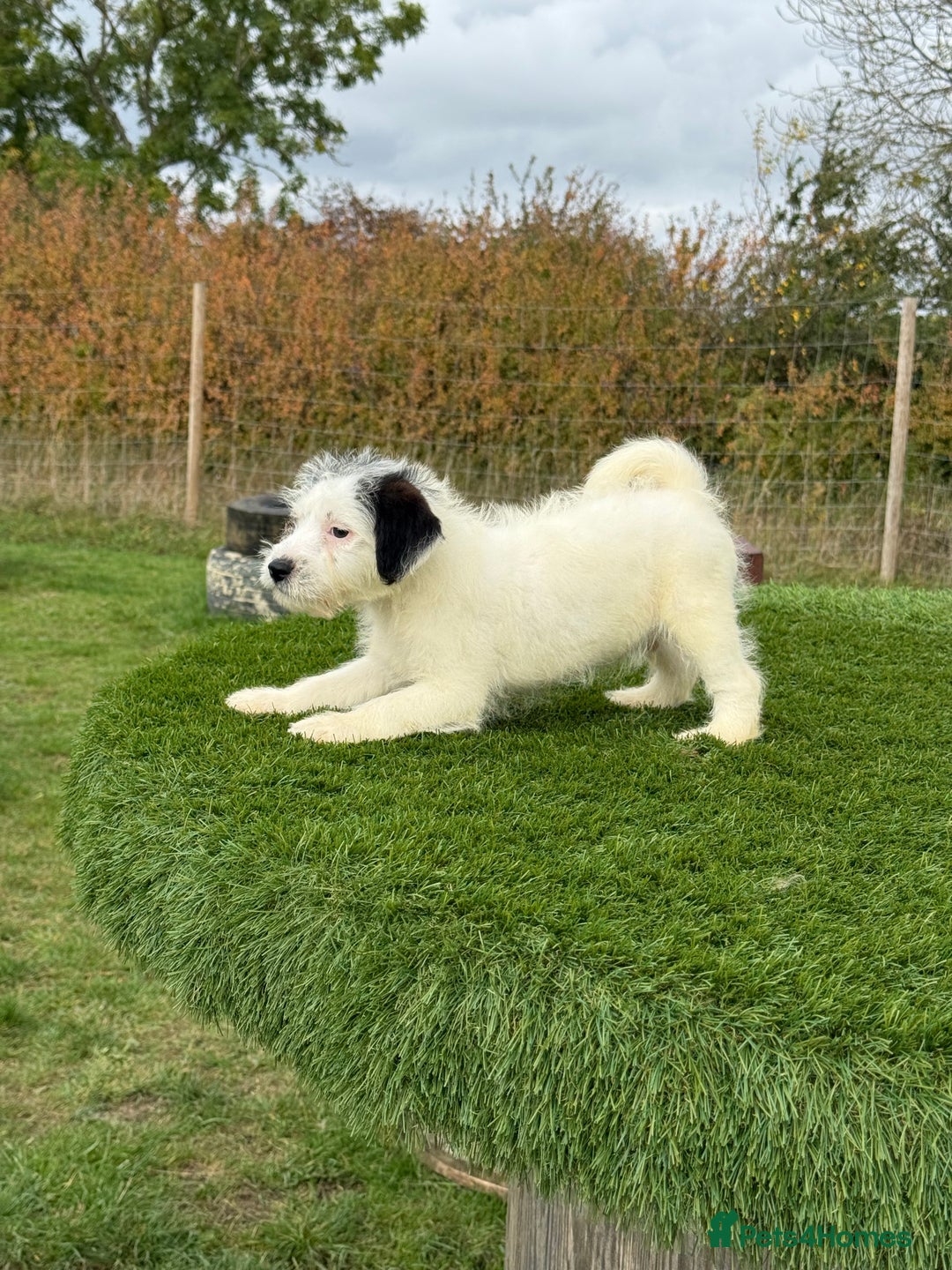 Jack Russell dogs for sale: Stunning Kc male puppy - Advert 3