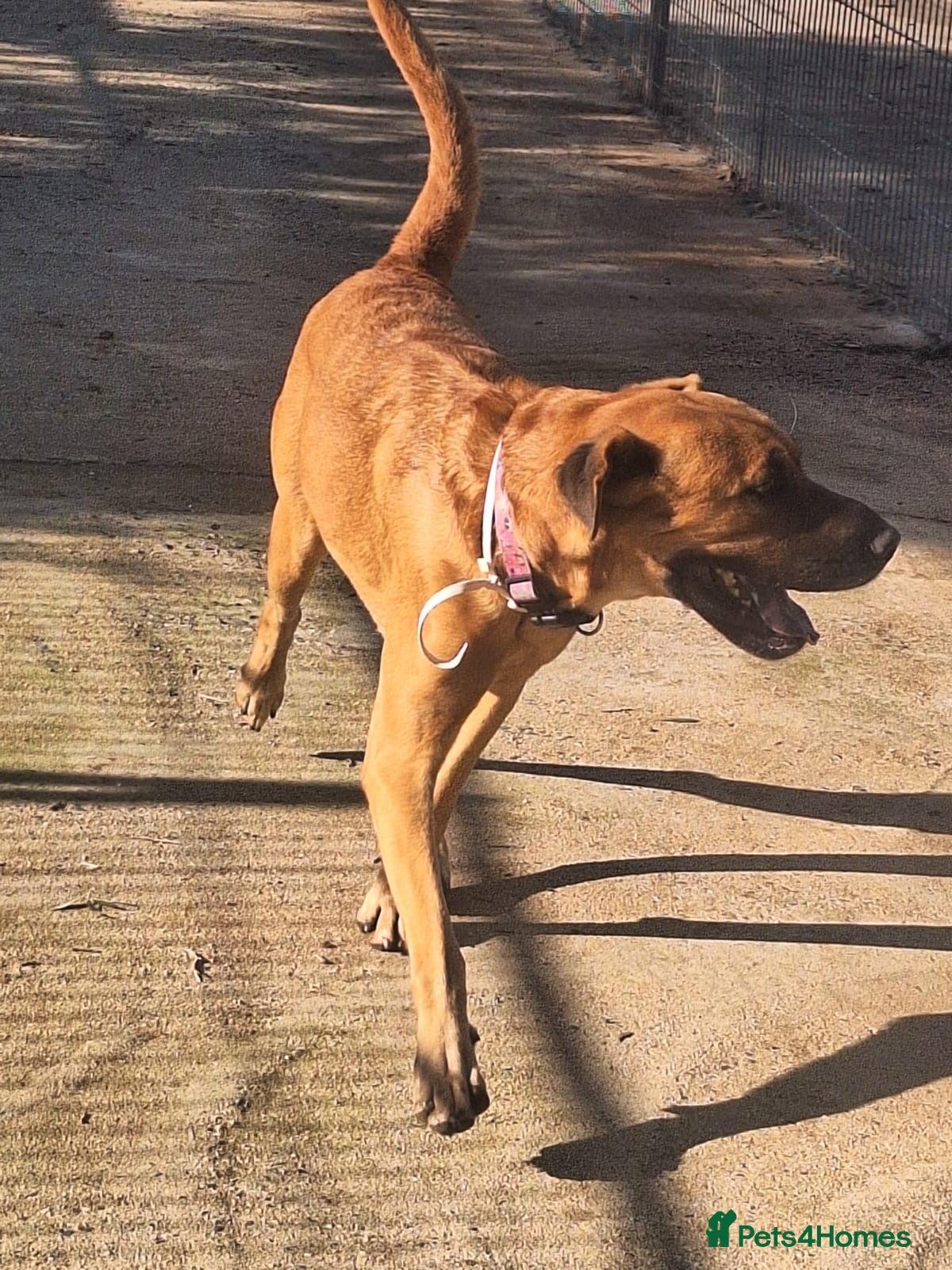 Mixed Breed dogs Urgent 🚨 Home for Kobi  in Hengoed - Advert 12