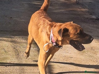 Mixed Breed dogs Urgent 🚨 Home for Kobi in Hengoed - Advert 1