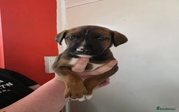 Mixed Breed dogs for sale: Mixded  - Image 6
