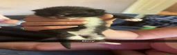 Mixed Breed cats for sale: Mixed kittens for sale in Burnley - Advert 7