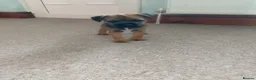 Border Terrier dogs for sale: Beautiful Border Terrier Puppies  - Advert 3