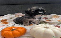 Mixed Breed dogs for sale: Maltese cross La Chon puppies  - Image 25