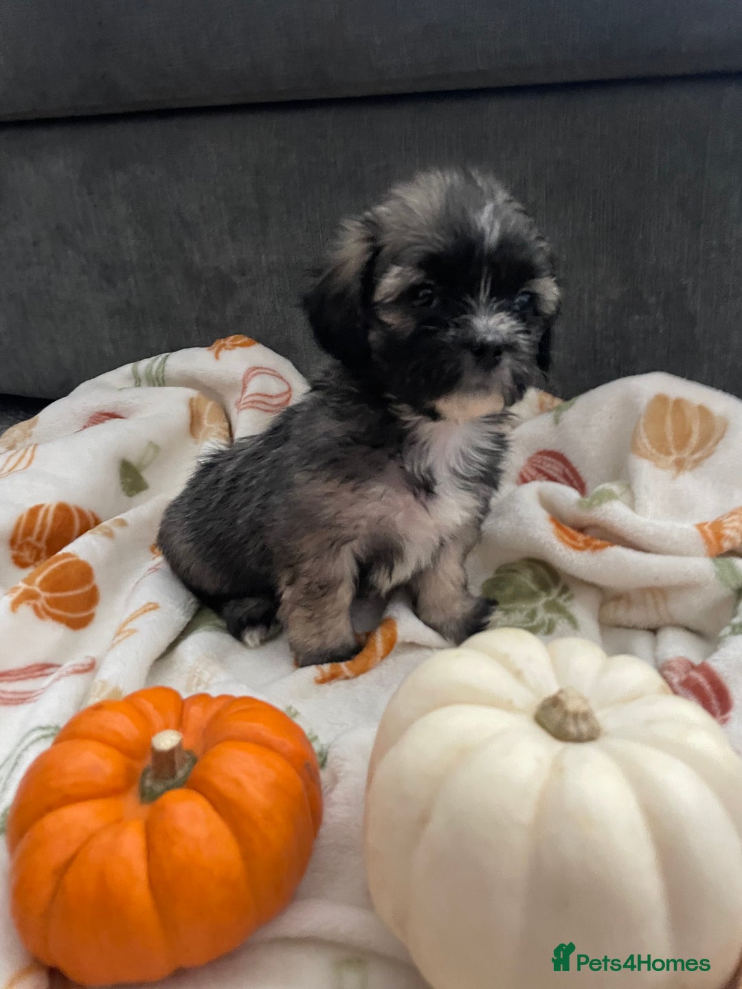 Mixed Breed dogs for sale: Maltese cross La Chon puppies  - Image 25