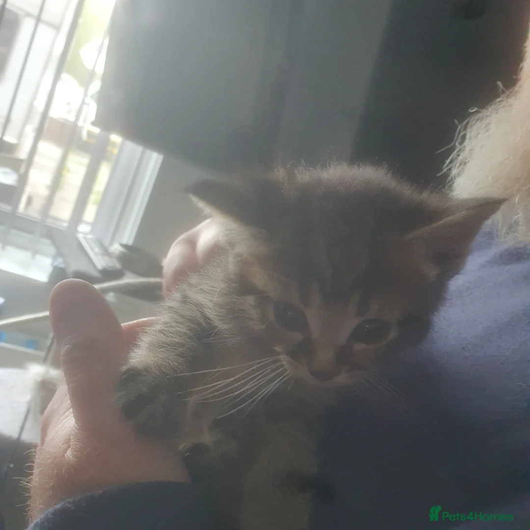 Mixed Breed cats for sale: 4 week old kittens  - Advert 7