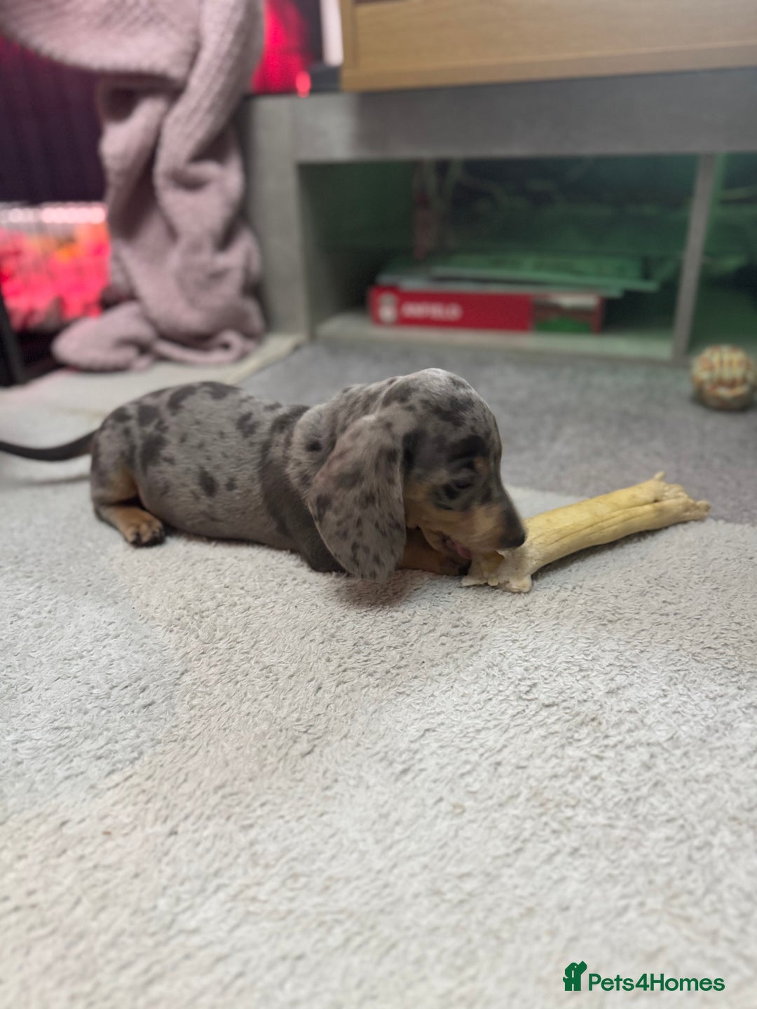 Miniature Dachshund dogs for sale: READY NOW  - Advert 10