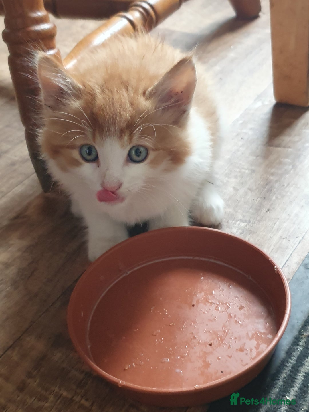 Mixed Breed cats for sale: Adventurous Kittens - Image 4