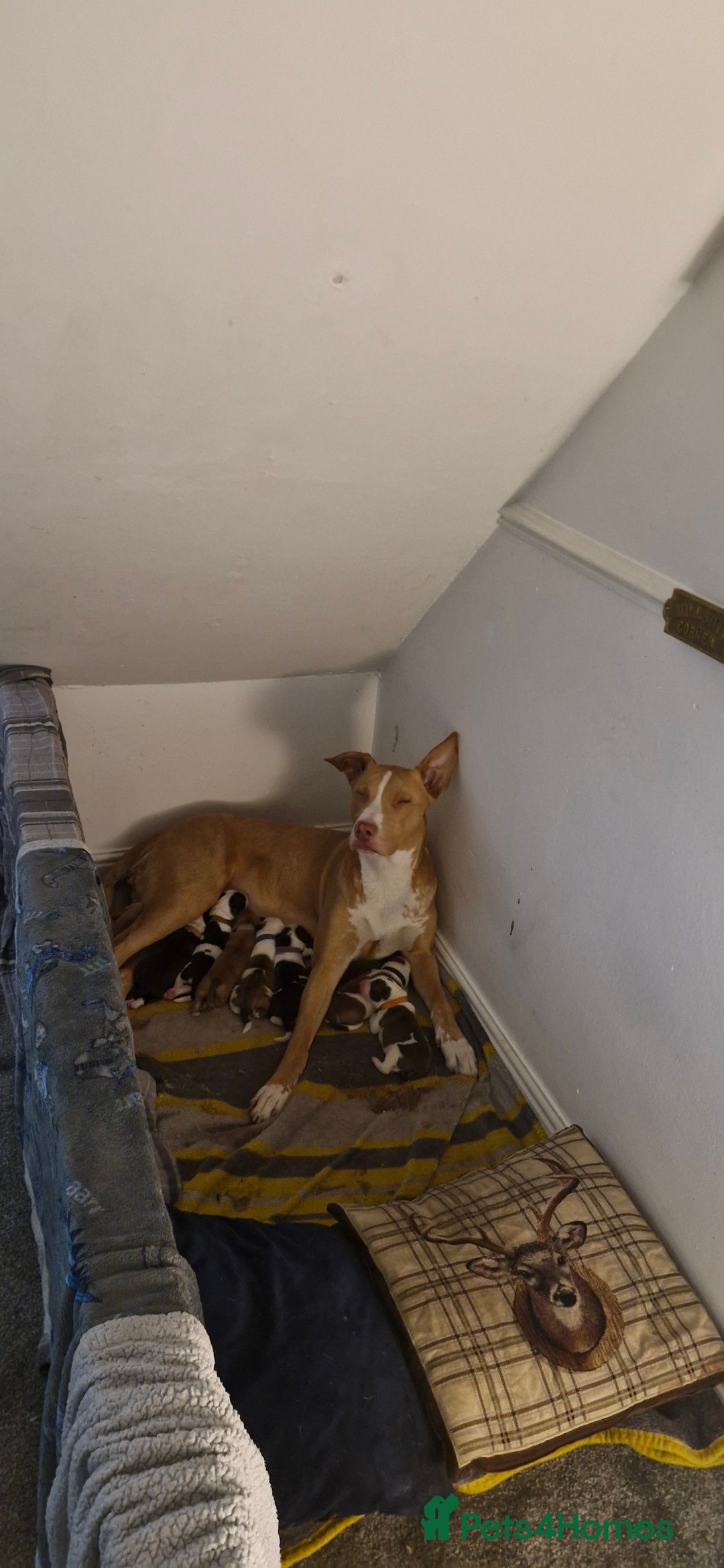 Mixed Breed dogs for sale: Bull grehound x collie (bull lurchers) - Advert 11